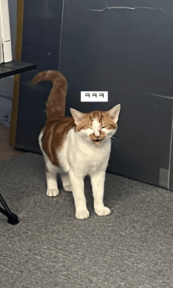 고양이